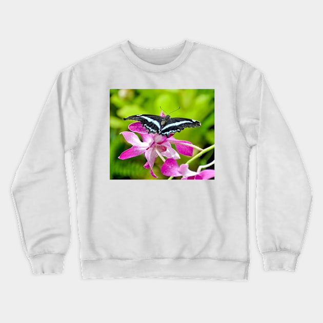 African Blue Banded Swallowtail Butterfly Crewneck Sweatshirt by Scubagirlamy